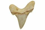 Serrated Sokolovi (Auriculatus) Shark Tooth - Dakhla, Morocco #321867-1